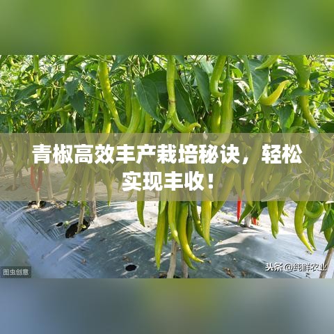 青椒高效豐產(chǎn)栽培秘訣，輕松實(shí)現(xiàn)豐收！