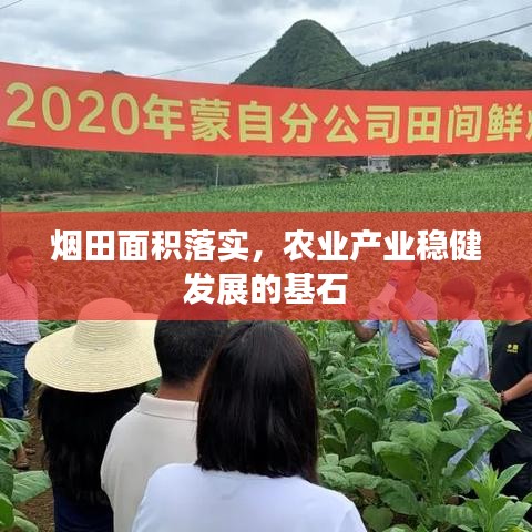 煙田面積落實(shí)，農(nóng)業(yè)產(chǎn)業(yè)穩(wěn)健發(fā)展的基石