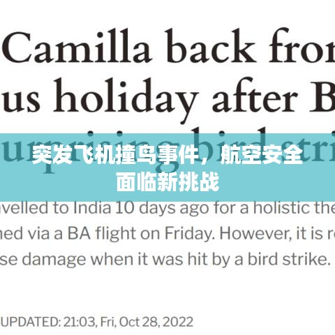 突發(fā)飛機撞鳥事件，航空安全面臨新挑戰(zhàn)