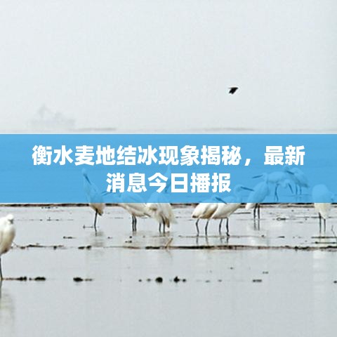衡水麥地結(jié)冰現(xiàn)象揭秘，最新消息今日播報(bào)