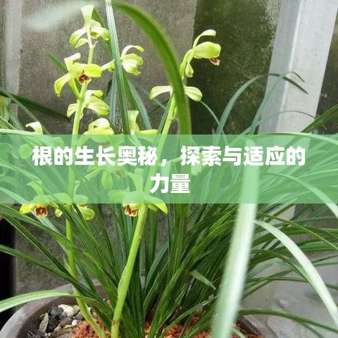 根的生長奧秘，探索與適應(yīng)的力量