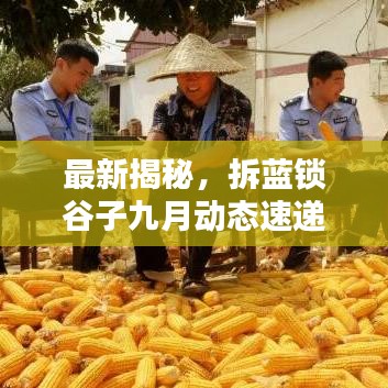 最新揭秘，拆藍(lán)鎖谷子九月動態(tài)速遞