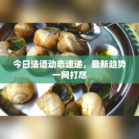 今日法語動態(tài)速遞，最新趨勢一網(wǎng)打盡