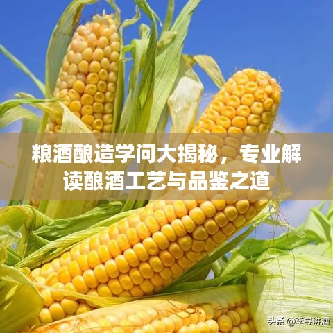 糧酒釀造學(xué)問大揭秘，專業(yè)解讀釀酒工藝與品鑒之道