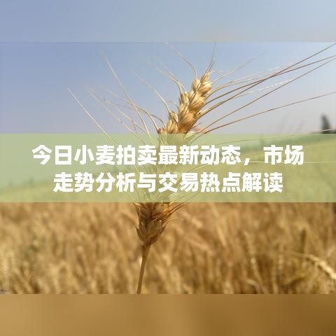 今日小麥拍賣最新動(dòng)態(tài)，市場走勢分析與交易熱點(diǎn)解讀