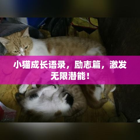 小貓成長(zhǎng)語錄，勵(lì)志篇，激發(fā)無限潛能！