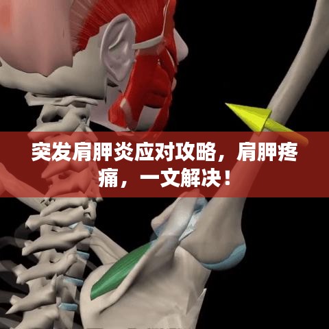 突發(fā)肩胛炎應(yīng)對(duì)攻略，肩胛疼痛，一文解決！