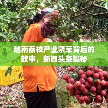 越南荔枝產(chǎn)業(yè)繁榮背后的故事，新聞頭條揭秘