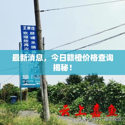 最新消息，今日贛橙價(jià)格查詢揭秘！