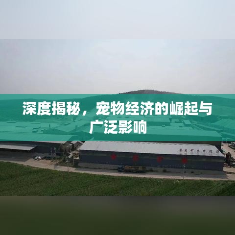 深度揭秘，寵物經(jīng)濟(jì)的崛起與廣泛影響