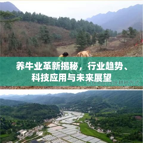 養(yǎng)牛業(yè)革新揭秘，行業(yè)趨勢(shì)、科技應(yīng)用與未來(lái)展望