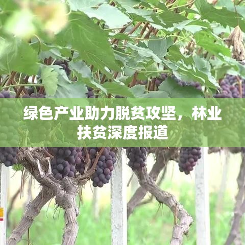 綠色產業(yè)助力脫貧攻堅，林業(yè)扶貧深度報道