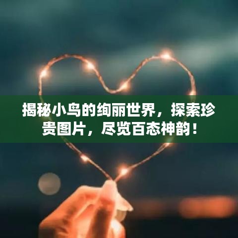 揭秘小鳥的絢麗世界，探索珍貴圖片，盡覽百態(tài)神韻！
