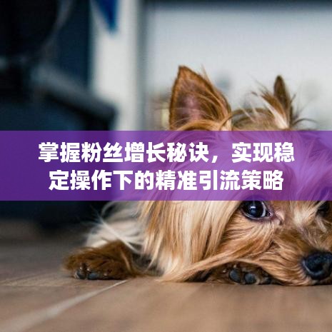 掌握粉絲增長(zhǎng)秘訣，實(shí)現(xiàn)穩(wěn)定操作下的精準(zhǔn)引流策略