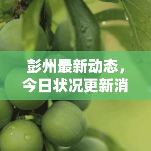 彭州最新動態(tài)，今日狀況更新消息速遞