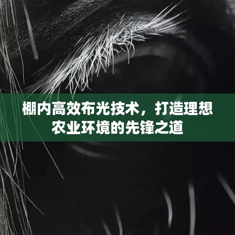 棚內(nèi)高效布光技術(shù)，打造理想農(nóng)業(yè)環(huán)境的先鋒之道