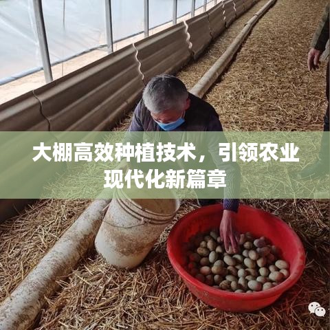 大棚高效種植技術(shù)，引領(lǐng)農(nóng)業(yè)現(xiàn)代化新篇章