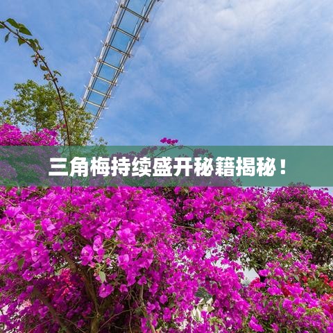 三角梅持續(xù)盛開秘籍揭秘！