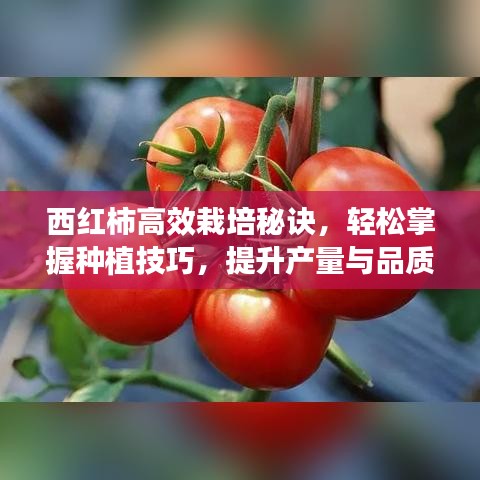 西紅柿高效栽培秘訣，輕松掌握種植技巧，提升產(chǎn)量與品質(zhì)！