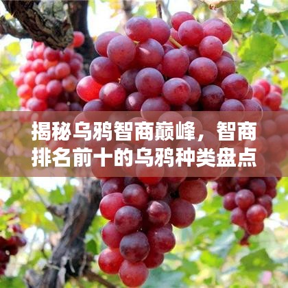揭秘烏鴉智商巔峰，智商排名前十的烏鴉種類盤點！