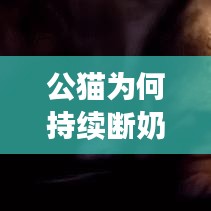 公貓為何持續(xù)斷奶？原因、后果及解決方法大解析！