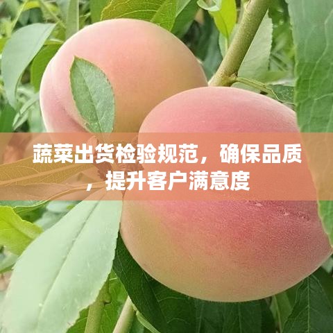 蔬菜出貨檢驗規(guī)范，確保品質(zhì)，提升客戶滿意度
