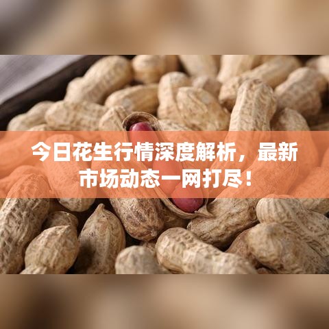 今日花生行情深度解析，最新市場(chǎng)動(dòng)態(tài)一網(wǎng)打盡！