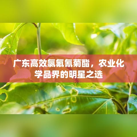 廣東高效氯氟氰菊酯，農(nóng)業(yè)化學(xué)品界的明星之選