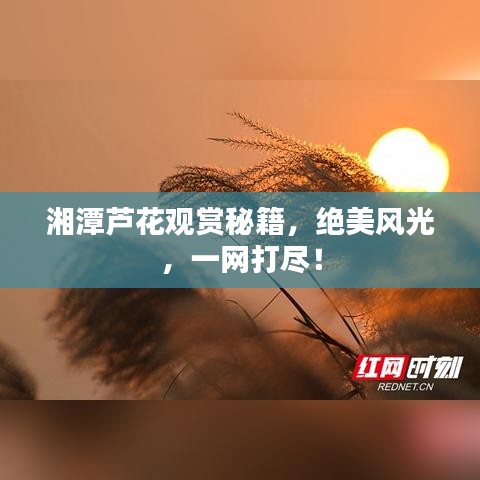 湘潭蘆花觀賞秘籍，絕美風(fēng)光，一網(wǎng)打盡！