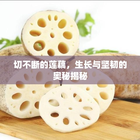 切不斷的蓮藕，生長(zhǎng)與堅(jiān)韌的奧秘揭秘