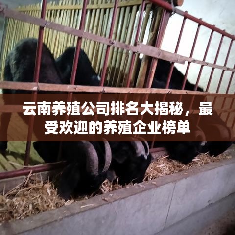 云南養(yǎng)殖公司排名大揭秘，最受歡迎的養(yǎng)殖企業(yè)榜單