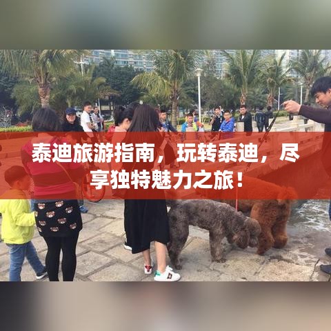 泰迪旅游指南，玩轉(zhuǎn)泰迪，盡享獨特魅力之旅！
