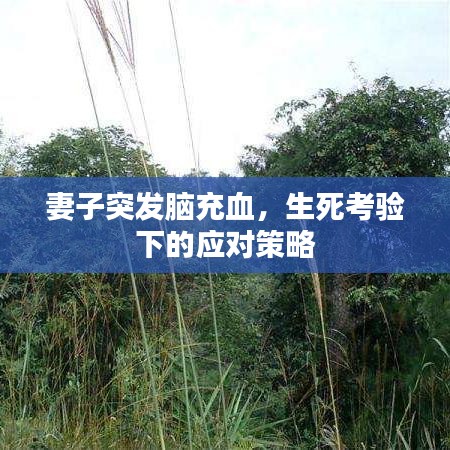 妻子突發(fā)腦充血，生死考驗(yàn)下的應(yīng)對(duì)策略