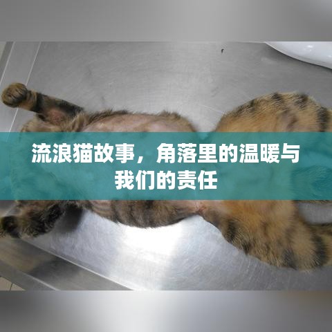流浪貓故事，角落里的溫暖與我們的責(zé)任