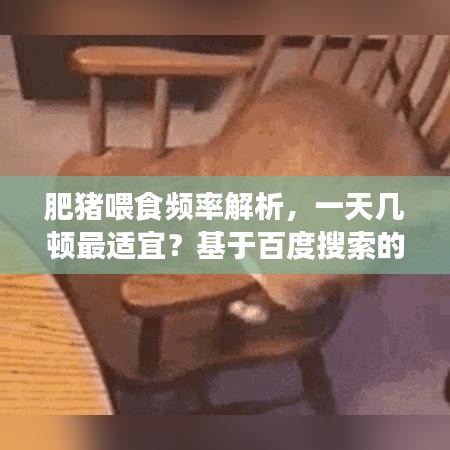 肥豬喂食頻率解析，一天幾頓最適宜？基于百度搜索的專業(yè)探討