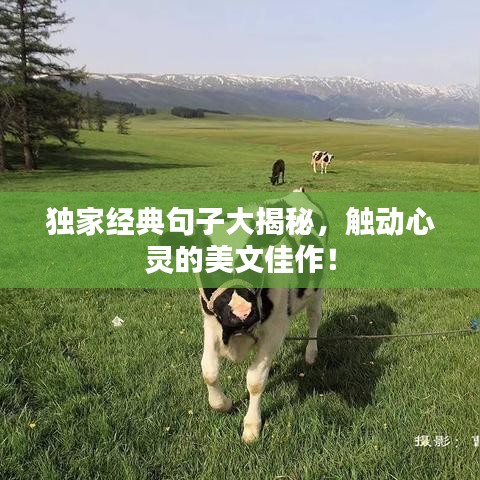 獨(dú)家經(jīng)典句子大揭秘，觸動心靈的美文佳作！