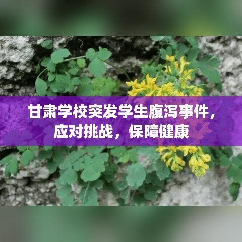 甘肅學(xué)校突發(fā)學(xué)生腹瀉事件，應(yīng)對挑戰(zhàn)，保障健康