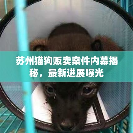 蘇州貓狗販賣案件內(nèi)幕揭秘，最新進展曝光