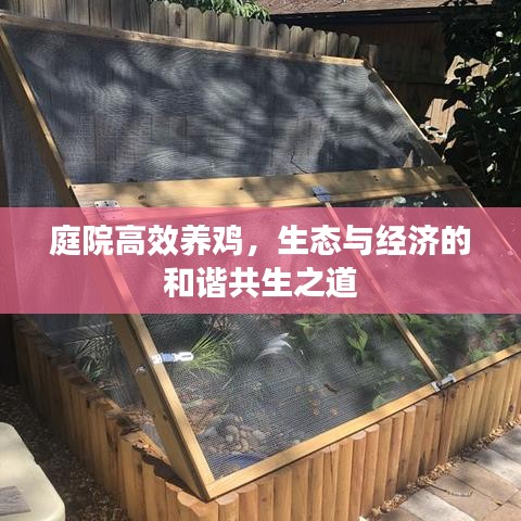 庭院高效養(yǎng)雞，生態(tài)與經(jīng)濟(jì)的和諧共生之道