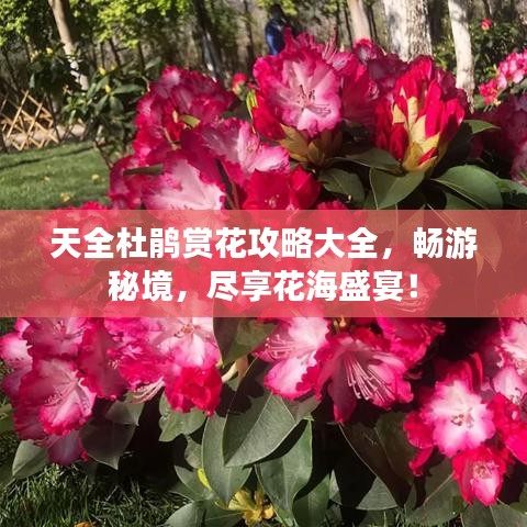 天全杜鵑賞花攻略大全，暢游秘境，盡享花海盛宴！