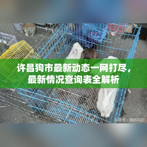 許昌狗市最新動態(tài)一網(wǎng)打盡，最新情況查詢表全解析