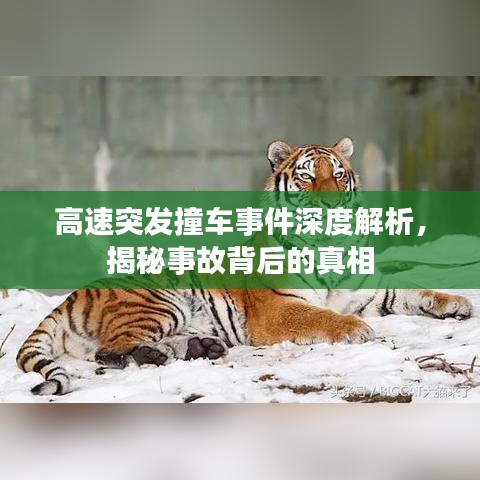 高速突發(fā)撞車事件深度解析，揭秘事故背后的真相