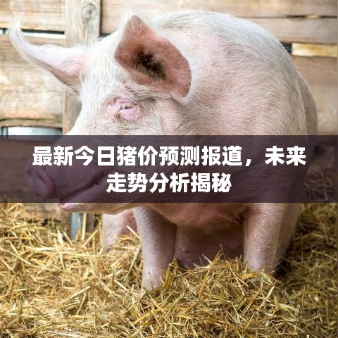 最新今日豬價(jià)預(yù)測(cè)報(bào)道，未來(lái)走勢(shì)分析揭秘