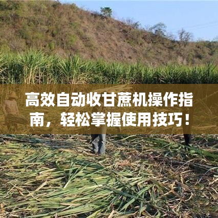 高效自動收甘蔗機(jī)操作指南，輕松掌握使用技巧！