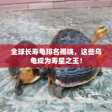 全球長壽龜排名揭曉，這些烏龜成為壽星之王！