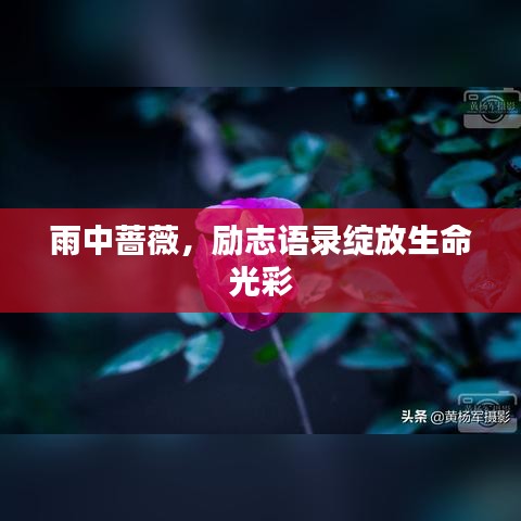 雨中薔薇，勵志語錄綻放生命光彩