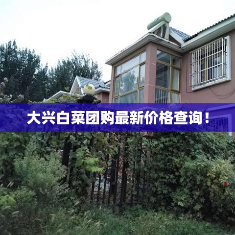 大興白菜團(tuán)購(gòu)最新價(jià)格查詢！