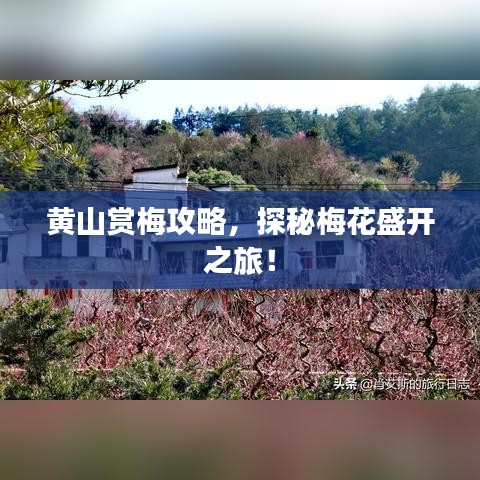 黃山賞梅攻略，探秘梅花盛開(kāi)之旅！