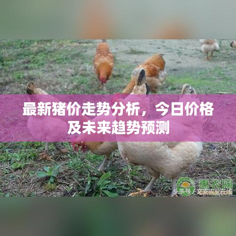 最新豬價走勢分析，今日價格及未來趨勢預(yù)測