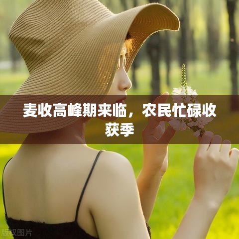 麥?zhǔn)崭叻迤趤?lái)臨，農(nóng)民忙碌收獲季